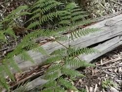 MS Green fern against fallen tree  / Margaret River, Western Australia, Australia Stock Footage