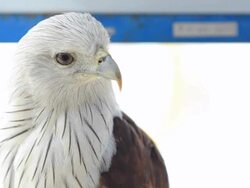 head of Brahminy kite is looking Stock Footage