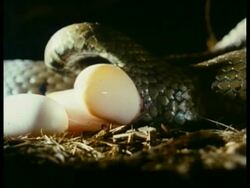 CU Grass Snake laying eggs, England Stock Footage