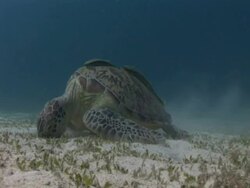 Green turtle (Chelonia mydas) eating sea grass, remora fish on its back, House reef, Dimakya Island, Coron, The Philippines Stock Footage