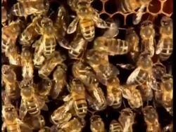 Honey bees on honey comb, camera tracks across Stock Footage