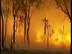 MS Trees beginning to burn in Australian bushfire Stock Footage