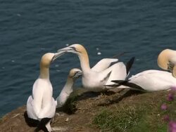 BEMPTON CLIFFS Stock Footage