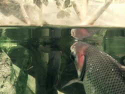 Fish Breathing Stock Footage