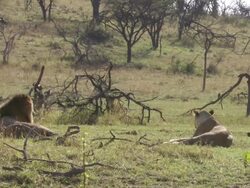 WS Lions laying on grass / Tanzania  Stock Footage