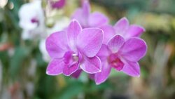 purple orchids Stock Footage
