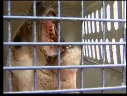 A story of the survival of a young sea lion Instructional Video