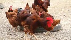 Chicken Eating Food in farm Stock Footage