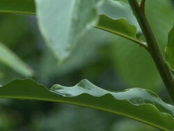 Drip tip of leaf in jungle, Danum Valley, Sabah, Malaysia, Borneo Stock Footage
