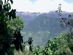Cloud Forest on the Inca Trail, Peru Stock Footage