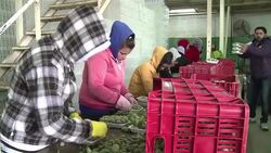 CLEAN : Last overland route closure chokes off Lebanon exports Bekaa Valley News Clip