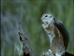 Antelope Squirrel on tree stump, eating, Sonoran desert, USA Stock Footage