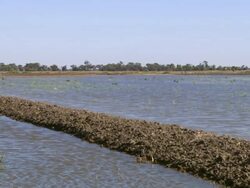 WS PAN View of Rice field / Melbourne, Australia Stock Footage