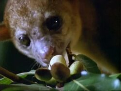 Kinkajou, BCU kinkajou picks Dipteryx fruit and walks off; Panama; Stock Footage