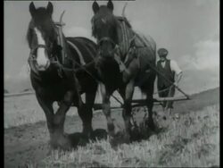 Ploughing the land with a horse drawn plough in Autumn, England, UK 1940 Stock Footage