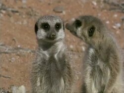 Meerkat, (Suricata suricatta) heads looking, Namaqualand, South Africa Stock Footage
