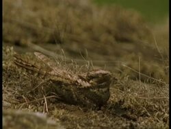 CU Nightjar, camouflaged lying on its eggs, Western Ghats, India Stock Footage