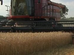 WS Farmer cutting wide path of winter wheat with combine during summer harvest / Dansville, Michigan, United States Stock Footage
