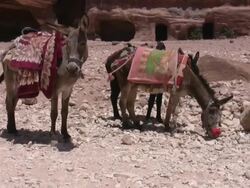 Mule in Petra Temple Stock Footage