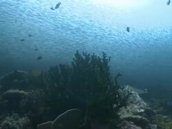 Huge shoal of fish, Southern Visayas, Philippines Stock Footage