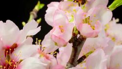 Pink Almond Flower blooming in macro shot. Stock Footage