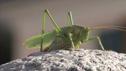 Ectotherms Instructional Video