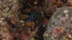 Mandarin Dragonet (Mandarin Goby) Stock Footage