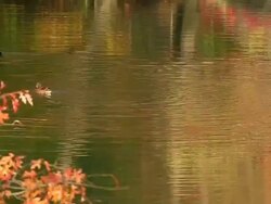 Camera capture a flapping duck which makes ripple on the surface of autumnal lake. The lake reflects autumn color trees. Stock Footage