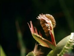 Caterpillar caught by Venus Fly Trap, UK Stock Footage