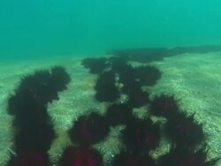 Fire urchins, travel over field of urchins, transition to sea bed, travel. Indonesia  Stock Footage