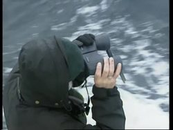 VOICER Iceland prepares for limited resumption of whaling News Clip