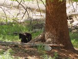 WS Shot of two newborn black bear cubs wrestling in forest / Gardiner, Montana, United States Stock Footage