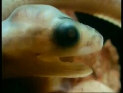 BCU Embryonic grass snake head within egg, at 5 weeks, England Stock Footage