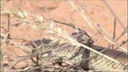 A mole snake slithers across dry grasses and sand. Stock Footage