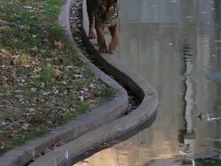 Smithsonian National Zoo Re-Opens After Government Shutdown Stock Footage