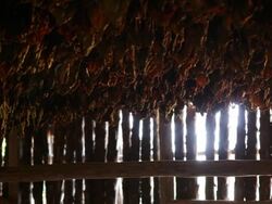 Tobacco drying Stock Footage