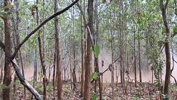 Moving of dust from Car racing in the forest Stock Footage