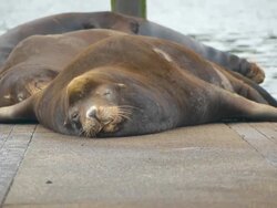 Sea Lion on dock along Oregon coast Stock Footage