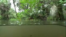 A kayak carrying a dummy floats through the field of vision of an alligator. Stock Footage