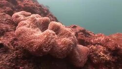 The fine filaments of a coral sway in the current of the Mekong River. Stock Footage