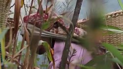 VOICED : Aranas en el menu News Clip