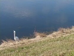 Driving Along the Shoreline Stock Footage