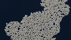 Elephant Mosquito Egg (Toxorhynchites rutilus) Stock Footage