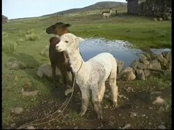 Pair of Alpacas tied up in countryside, MS, Peru Stock Footage