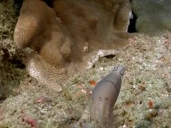 MS Shot of Geometiric moray eel swaying and observing surroundings while pushing water over gills / Sodwana Bay, KwaZulu Natal, South Africa Stock Footage