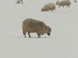 MS sheep grazing in snow covered field, United Kingdom Stock Footage