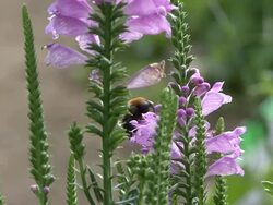Purple flowers and bee Stock Footage