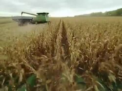 POV combine harvesting corn in a large field, another combine drives ahead and is downloading harvested corn into a wagon. Stock Footage