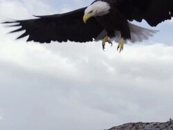 MS TS Bald Eagle landing on rock / Boise, Idaho, United States Stock Footage