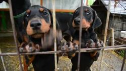 Doberman puppies Stock Footage